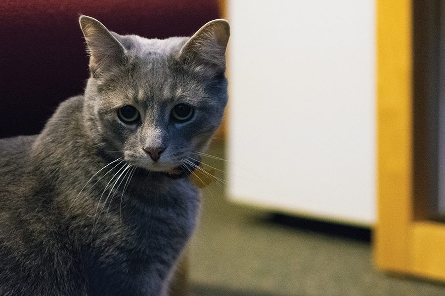 Adrianna Hessom’s cat, Williams, a certified therapy cat, lives with her and her three roommates in Conestoga Hall.