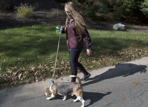Student begins independent pet-sitting business