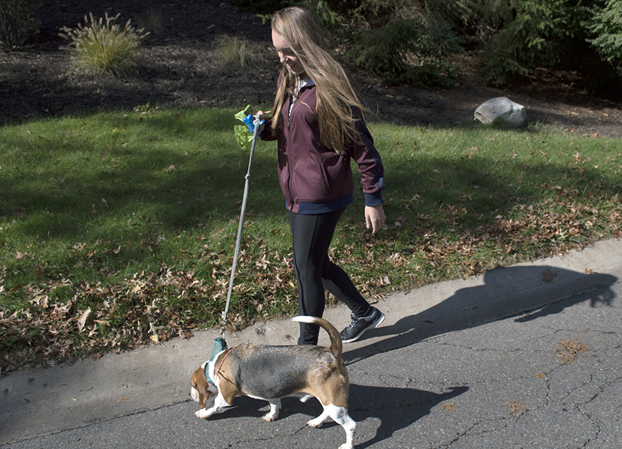 Alex Trybus, owner of Auntie Alex’s Pet Sitting, takes Lincoln, a beagle mix, out for a walk in Mount Lebanon on Oct. 25.