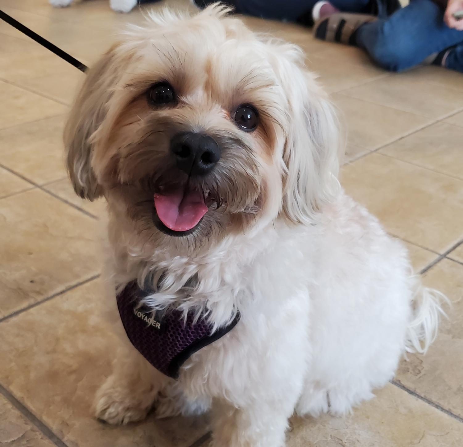 Point Park hosts therapy dog visit amid rising mental health concerns ...