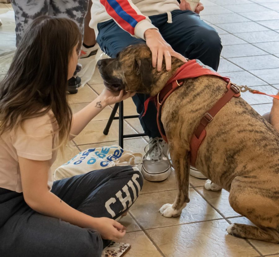 Photos of campus canines that were brought to school as part of the Pioneer Pause mental health day event. The dogs were present in the Lawrence Hall lobby and could be petted and played with by students. 